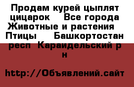 Продам курей цыплят,цицарок. - Все города Животные и растения » Птицы   . Башкортостан респ.,Караидельский р-н